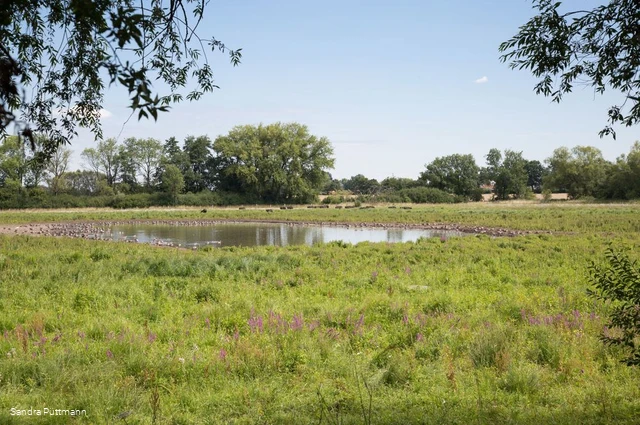 Naturschutzgebiet Woeste bei Bad Sassendorf